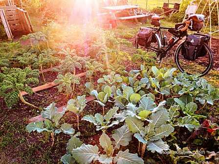 Picture of Natural Living organic herb and vegetable garden, League City, TX